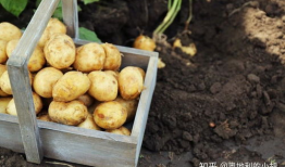 土豆视频,揭秘热门短视频背后的创作故事